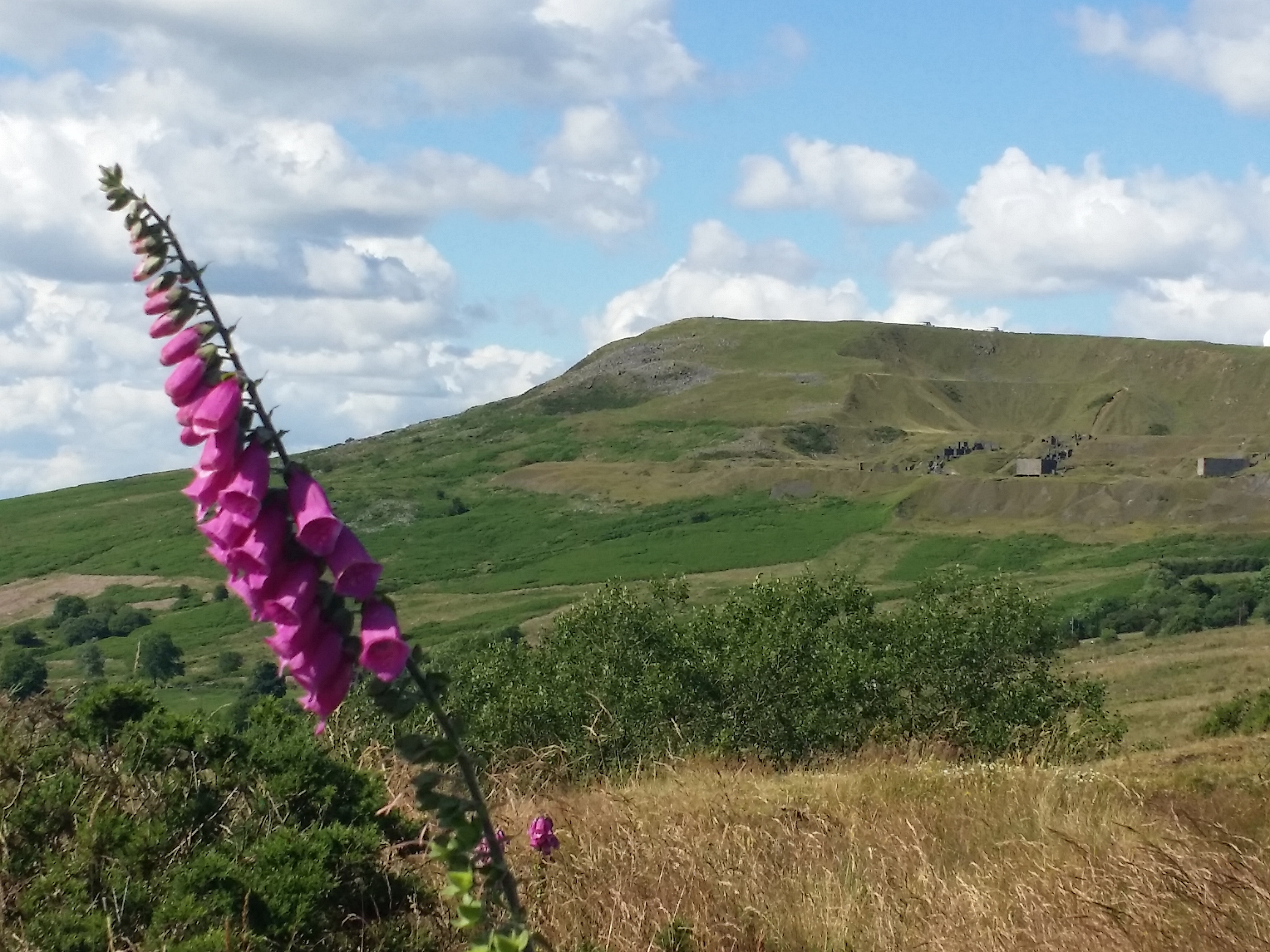 Image showing a view of Titterstone Clee Hill showing the summit with vegetation in the mid-ground and a stem of Foxgloves in the foreground to the left